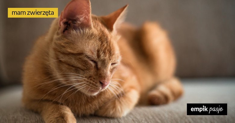 Adopcja kota ze schroniska – co trzeba o niej wiedzieć?  