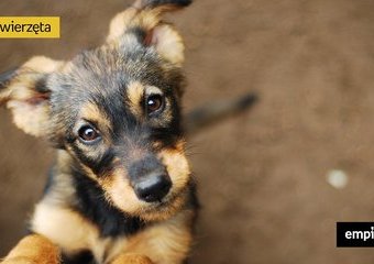 Adopcja psa – wszystko, co trzeba wiedzieć 