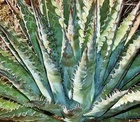 aloe fr die haut Bio Aloe Vera Gel 2in1  Feuchtigkeit fr Haut & Haar