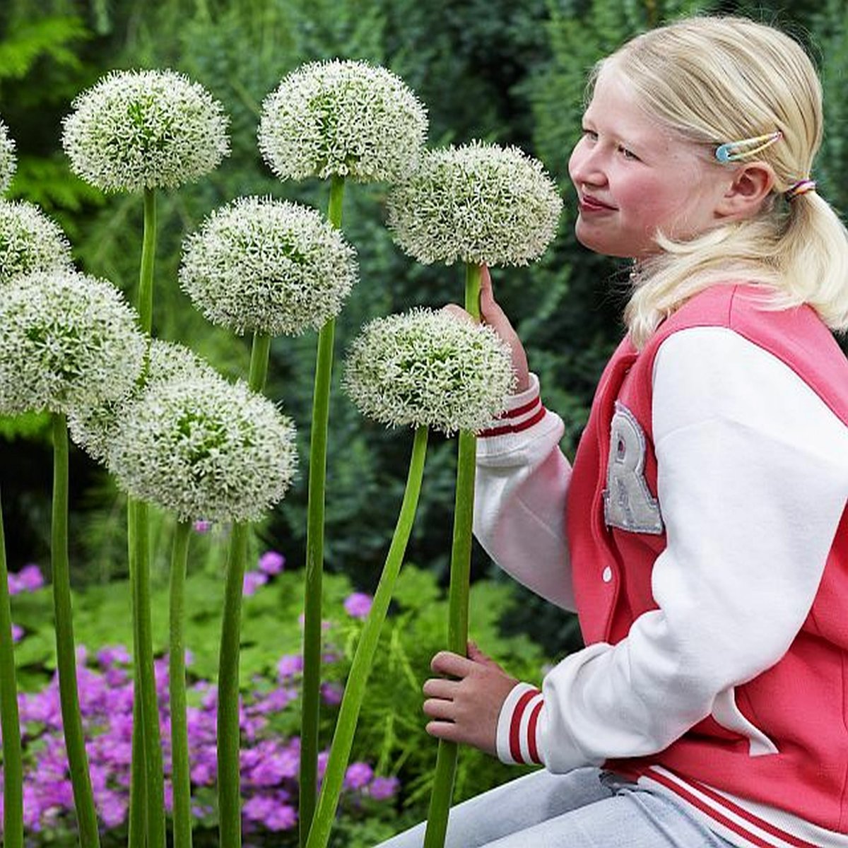 Allium Czosnek Ozdobny Mont Blanc 1 szt cebulki - BENEX | Sklep EMPIK.COM