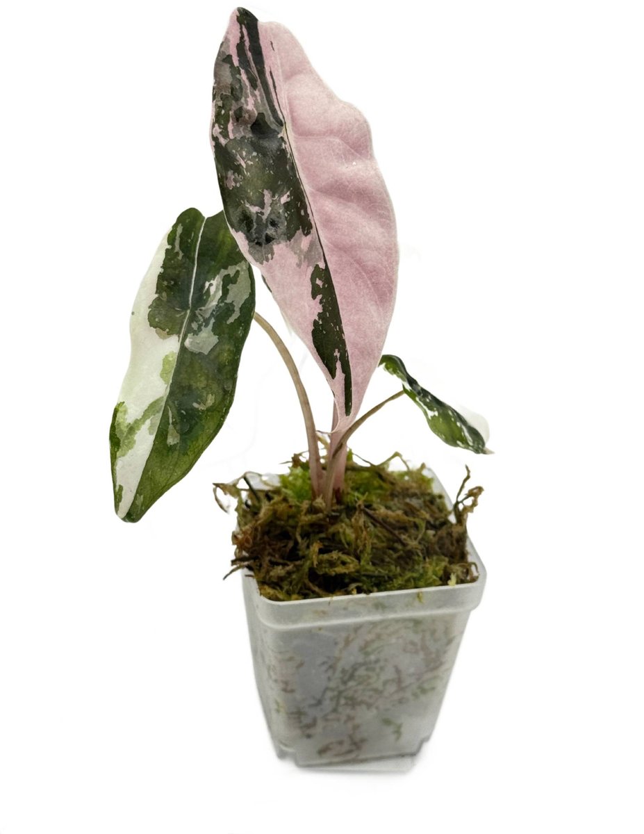 Alocasia chantrieri pink /アロカシア チャントリエリ Alocasia chantrieri pink /アロカシア チャントリエリ③