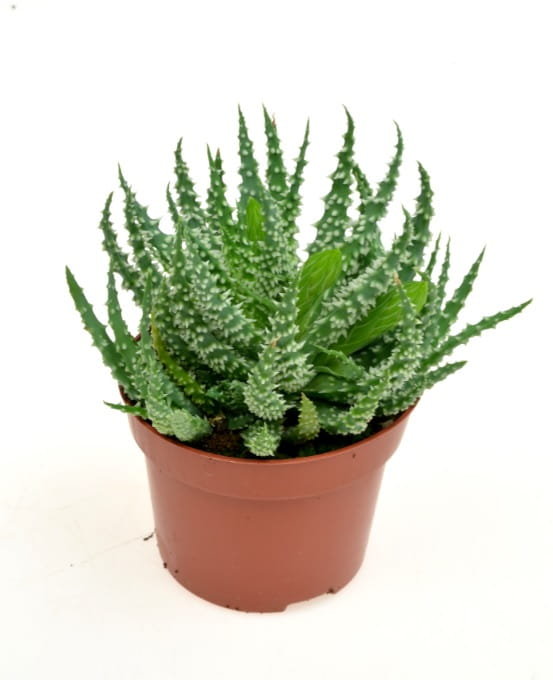 ALOE HUMILLIS, ALOES NISKI ~ 17 cm DUY - DIXIE STORE | Sklep EMPIK.COM