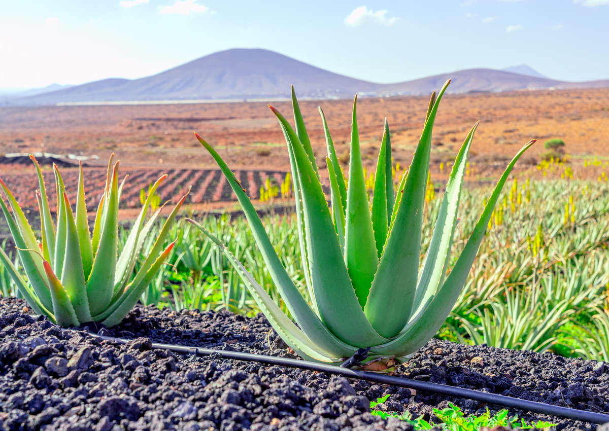 aloe vera farfalla Aloe Vera Gel Allover Feuchtigkeit – farfalla.ch
