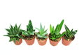 ALOES -  ZESTAW   5 szt   mix nr 5  P5 - DIXIE STORE