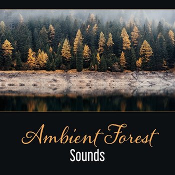 Ambient Forest Sounds – Space of Secrets, Meditation in Forest, Relaxation, Deep Sleep, Dealing with Anxiety - Nature Music Sanctuary