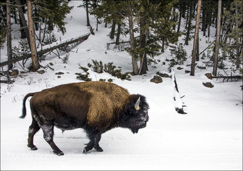 American bison, Carol Highsmith - plakat 42x29,7 cm - Galeria Plakatu