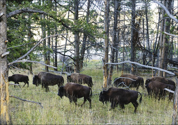 American bison, or buffaloes, in Yellowstone National Park, Carol Highsmith - plakat 29,7x21 cm - Galeria Plakatu