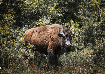 American bison, or buffaloes, in Yellowstone National Park in the northwest corner of Wyoming., Carol Highsmith - plakat 29,7x21 cm - Galeria Plakatu