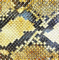 Amphetamine Ballads Amazing Snakeheads