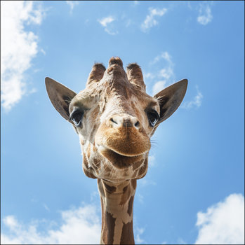 An up-close look at a giraffe at the Gladys Porter Zoo in Brownsville, Texas., Carol Highsmith - plakat 40x40 cm - Galeria Plakatu