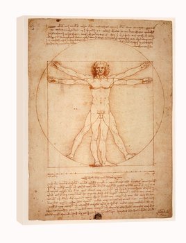 Anatomia, Leonardo da Vinci - obraz na płótnie 30x40 cm - Galeria Plakatu