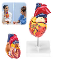 ANATOMICZNY MODEL SERCA LUDZKIEGO Z TWORZYWA PCW DO NAUKI Inna marka