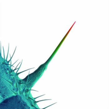 And I'll Scratch Yours - Gabriel Peter