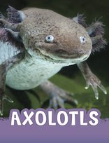 Animals, Axolotls Jaclyn Jaycox