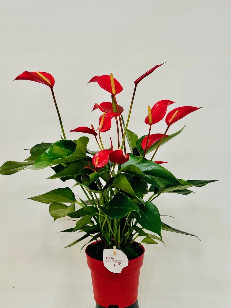 Anthurium Minnesota XXL-czerwony kwiat- doniczka 14 cm wysoko 50cm -  Fresh Plants | Sklep EMPIK.COM