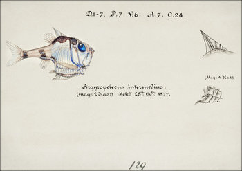 Antique drawing watercolor common hatchetfish marine life, F. E. Clarke - plakat 29,7x21 cm - Galeria Plakatu