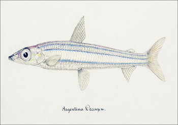 Antique drawing watercolor fish Argentina Elongata marine life, F. E. Clarke - plakat 84,1x59,4 cm - Galeria Plakatu