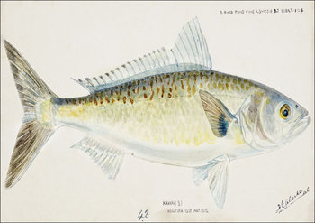 Antique fish Arripis trutta, F. E. Clarke - plakat 42x29,7 cm - Galeria Plakatu