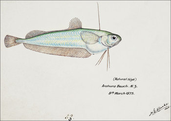 Antique fish Auchenoceros punctatus, F. E. Clarke - plakat 29,7x21 cm - Galeria Plakatu