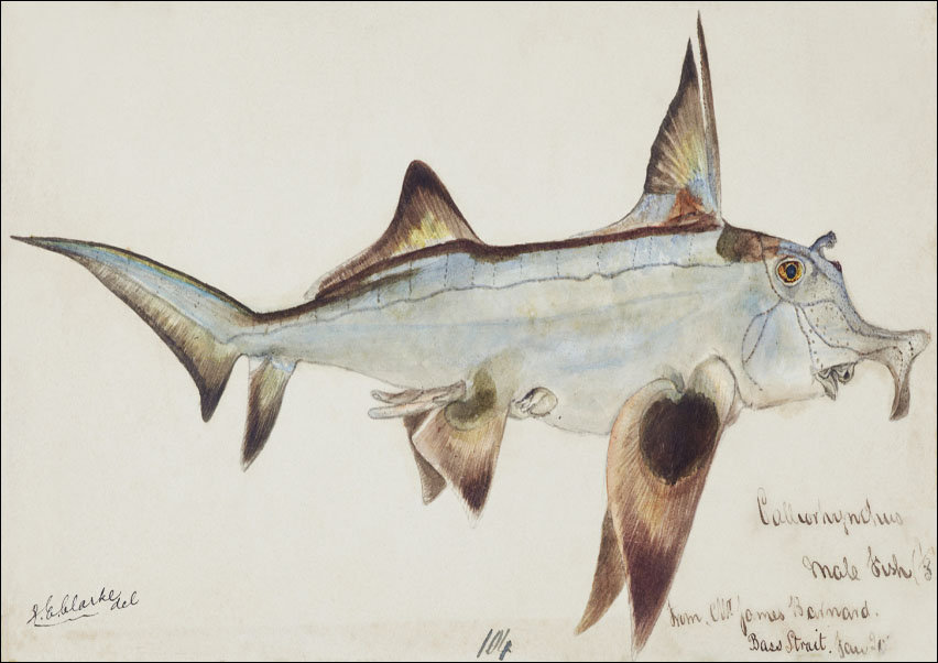 Antique fish callorhynchus milii elephant fish, F. E. Clarke - plakat ...