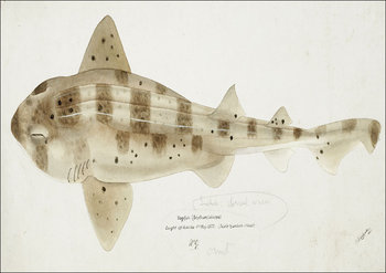 Antique fish Carpet Shark, F. E. Clarke - plakat 42x29,7 cm - Galeria Plakatu