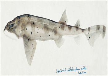 Antique fish Carpet Shark, F. E. Clarke - plakat 60x40 cm - Galeria Plakatu