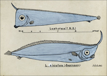 Antique fish Crested Bandfish, F. E. Clarke - plakat 42x29,7 cm - Galeria Plakatu