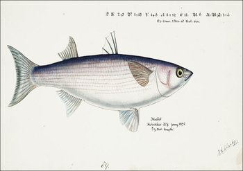 Antique fish Flathead grey mullet, F. E. Clarke - plakat 29,7x21 cm - Galeria Plakatu