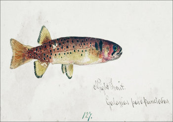 Antique fish Galaxias Maculatus, F. E. Clarke - plakat 30x20 cm - Galeria Plakatu