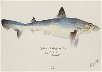 Antique fish galeorhinus galeus requiem shark, F. E. Clarke - plakat 29,7x21 cm - Galeria Plakatu