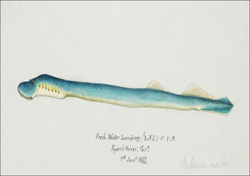 Antique fish geotria australis fresh water lamprey, F. E. Clarke - plakat 40x30 cm - Galeria Plakatu