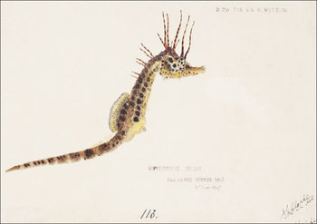Antique fish hippocampus abdominalis seahorse, F. E. Clarke - plakat 29,7x21 cm - Galeria Plakatu