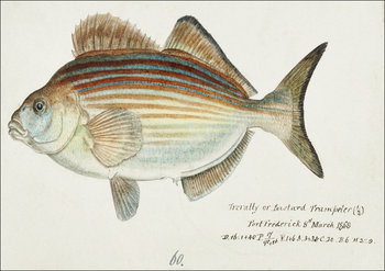 Antique fish latridopsis forsteri copper moki, F. E. Clarke - plakat 42x29,7 cm - Galeria Plakatu