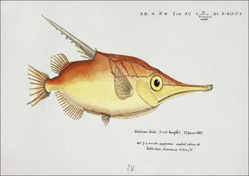 Antique fish macrorhamphosus scolopax snipefish, F. E. Clarke - plakat 70x50 cm - Galeria Plakatu