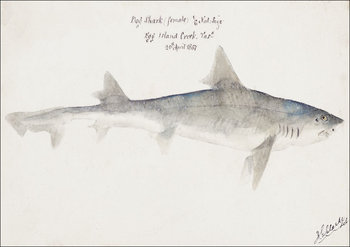 Antique fish mustelus antarcticus dogfish, F. E. Clarke - plakat 29,7x21 cm - Galeria Plakatu