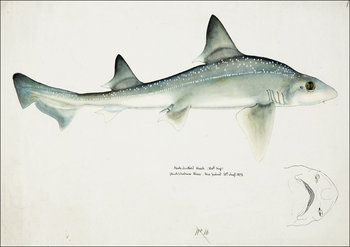 Antique fish Mustelus Antarcticus shark, F. E. Clarke - plakat 70x50 cm - Galeria Plakatu