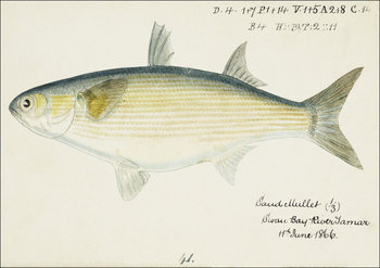 Antique fish myxus elongatus sand mullet, F. E. Clarke - plakat 59,4x42 cm - Galeria Plakatu