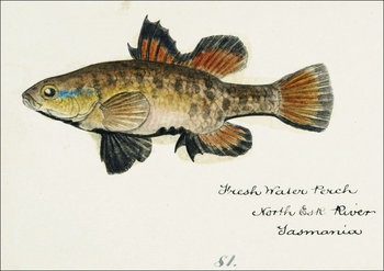 Antique fish Nannoperca australis, F. E. Clarke - plakat 70x50 cm - Galeria Plakatu