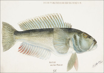 Antique fish Parapercis colias, F. E. Clarke - plakat 60x40 cm - Galeria Plakatu