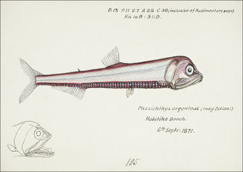 Antique fish Photichthys argenteus, F. E. Clarke - plakat 91,5x61 cm - Galeria Plakatu