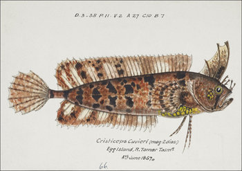 Antique fish possibly cristiceps australis weedfish, F. E. Clarke - plakat 70x50 cm - Galeria Plakatu