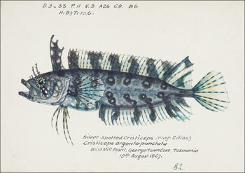 Antique fish possibly cristiceps sp weedfish, F. E. Clarke - plakat 29,7x21 cm - Galeria Plakatu