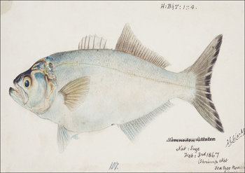 Antique fish possibly pomatomus saltatrix tailor, F. E. Clarke - plakat 59,4x42 cm - Galeria Plakatu