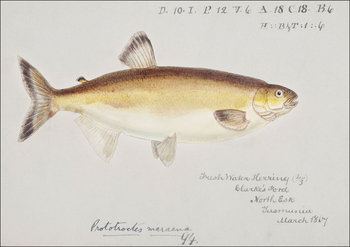 Antique fish prototroctes maraena australian grayling, F. E. Clarke - plakat 60x40 cm - Galeria Plakatu