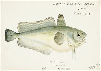 Antique fish Pseudophycis barbata, F. E. Clarke - plakat 70x50 cm - Galeria Plakatu