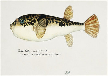 Antique fish Pufferfish, F. E. Clarke - plakat 70x50 cm - Galeria Plakatu