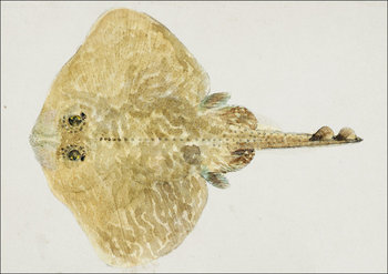 Antique fish Rajidae, F. E. Clarke - plakat 42x29,7 cm - Galeria Plakatu