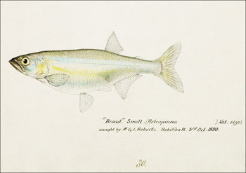 Antique fish Retropinna Retropinna, F. E. Clarke - plakat 29,7x21 cm - Galeria Plakatu