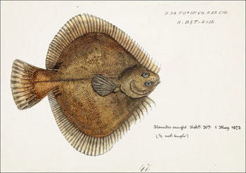 Antique fish Rhombosolea plebeia, F. E. Clarke - plakat 29,7x21 cm - Galeria Plakatu