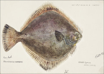 Antique fish Rhombosolea tapirina, F. E. Clarke - plakat 29,7x21 cm - Galeria Plakatu